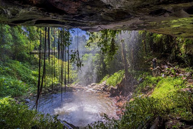 Dorrigo National Park